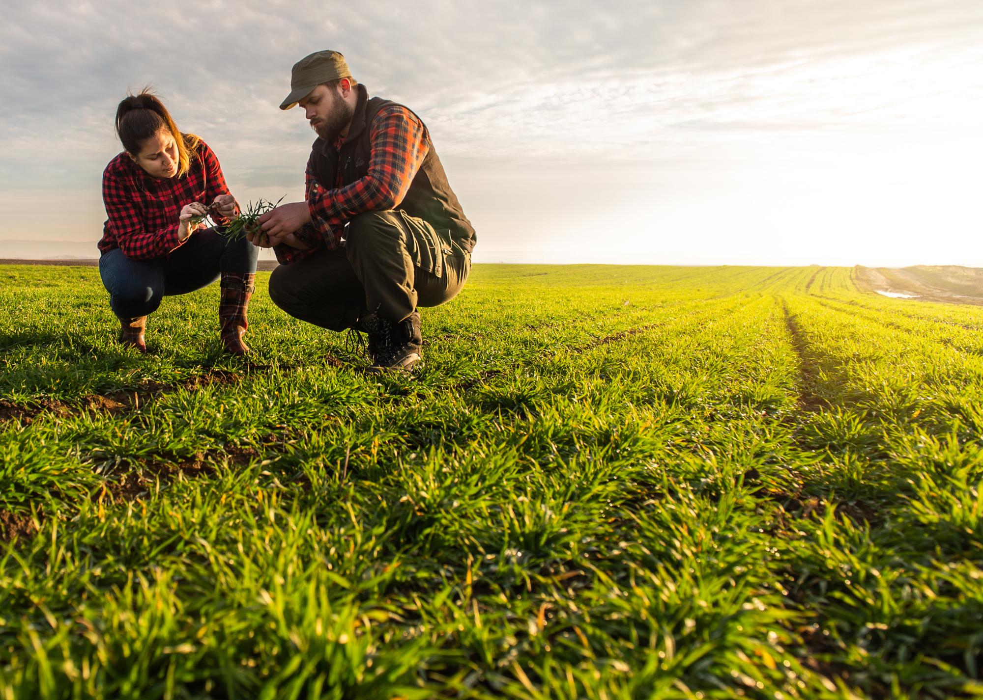 Two farmers kneeling in a field discussing how the crops are growing and what is needed to keep them healthy.